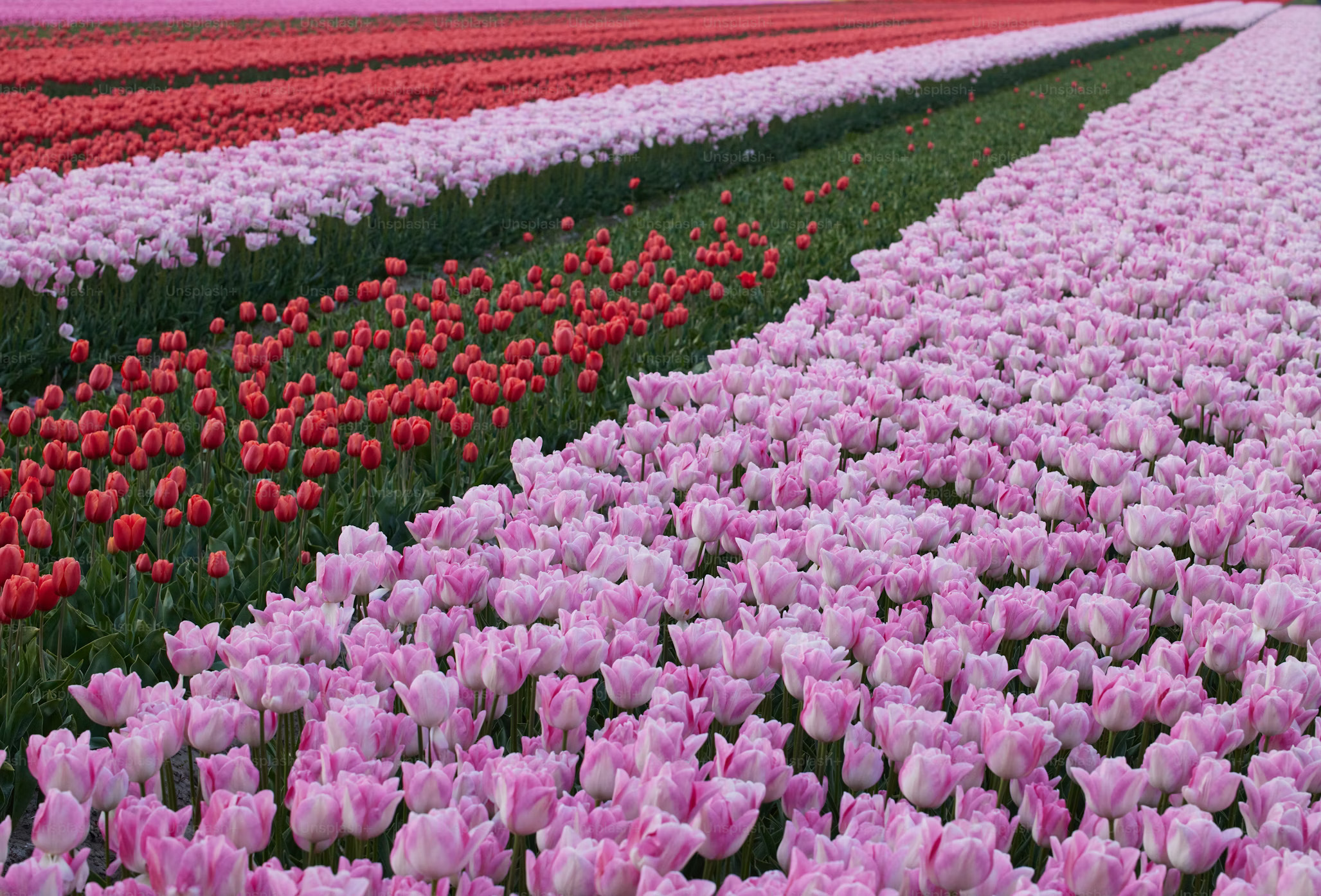 TulipGarden